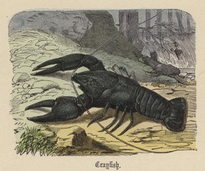 Kräftor (färgad gravyr) av Friedrich Specht