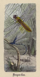 Trollsländor (färgad gravyr) av Friedrich Specht