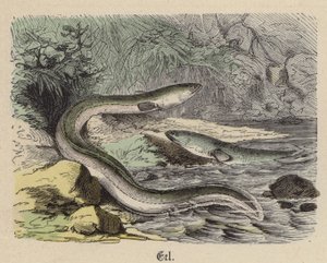 Ål (färgad gravyr) av Friedrich Specht