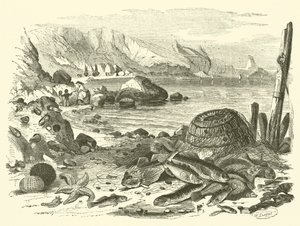 Fiske (gravyr) av Friedrich Specht