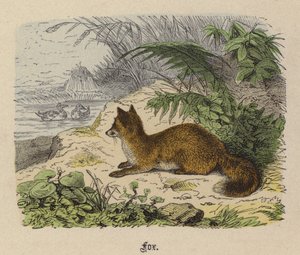 Fox (färgad gravyr) av Friedrich Specht