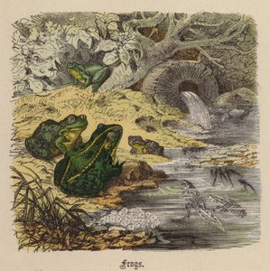 Grodor (färgad gravyr) av Friedrich Specht
