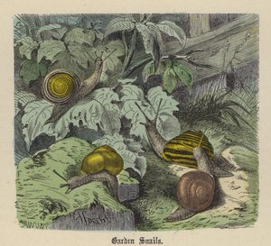 Trädgårdssniglar (färgad gravyr) av Friedrich Specht