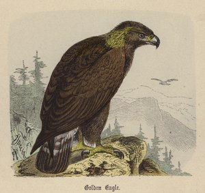 Golden Eagle (färgad gravyr) av Friedrich Specht