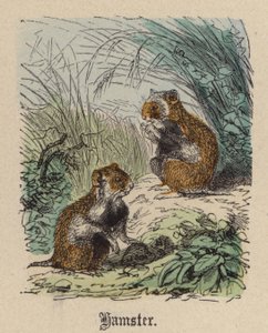 Hamster (färgad gravyr)