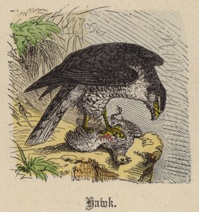 Hawk (färgad gravyr) av Friedrich Specht