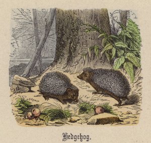 Igelkott (färgad gravyr)