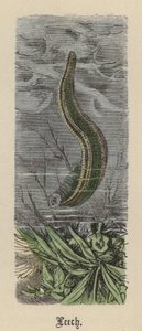 Leech (färgad gravyr) av Friedrich Specht