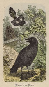 Skata och korp (färgad gravyr)
