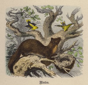 Mård (färgad gravyr) av Friedrich Specht