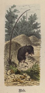 Mullvad (färgad gravyr)