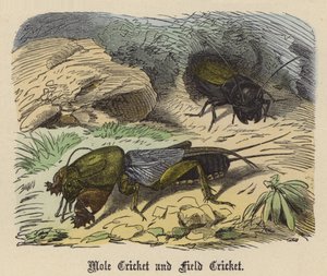 Mole Cricket och Field Cricket (färgad gravyr)