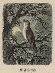 Nightingale (färgad gravyr) av Friedrich Specht