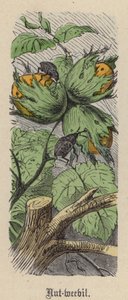 Nötvivel (färgad gravyr) av Friedrich Specht