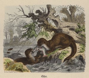 Otter (färgad gravyr)