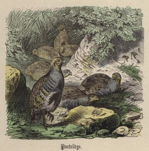 Rapphöna (färgad gravyr) av Friedrich Specht