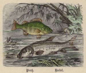 Abborre, skivstång (färgad gravyr) av Friedrich Specht