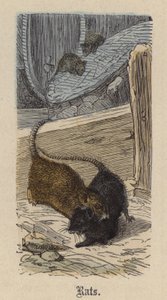 Råttor (färgad gravyr) av Friedrich Specht