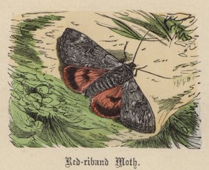 Rödbandsmal (färgad gravyr)