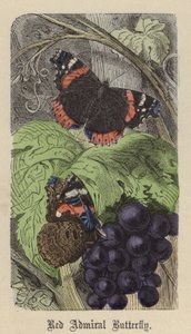 Röd amiralfjäril (färgad gravyr) av Friedrich Specht