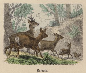 Råbock (färgad gravyr) av Friedrich Specht
