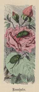 Rosechafer (färgad gravyr) av Friedrich Specht