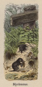 Shrewmouse (färgad gravyr) av Friedrich Specht