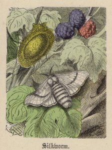 Silkesmask (färgad gravyr) av Friedrich Specht
