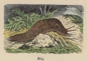 Snigel (färgad gravyr) av Friedrich Specht