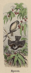 Sparrow (färgad gravyr) av Friedrich Specht