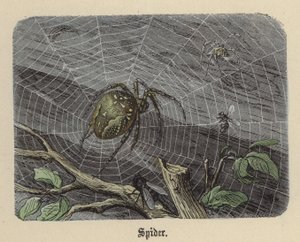 Spindel (färgad gravyr) av Friedrich Specht