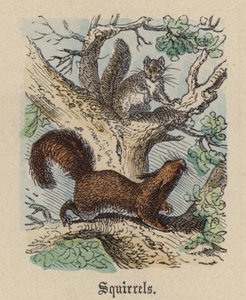 Ekorrar (färgad gravyr) av Friedrich Specht