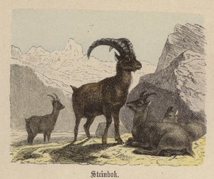 Steinbok (färgad gravyr) av Friedrich Specht