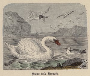 Swan and Seamew (färgad gravyr) av Friedrich Specht