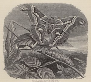 Ailanthus silkesmask och mal (gravyr) av Friedrich Specht
