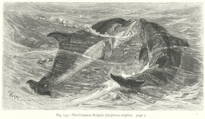 Den vanliga delfinen (Delphinus Delphis) (gravyr) av Friedrich Specht