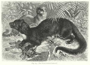 Tayra (Galictis Barbara) (gravyr)