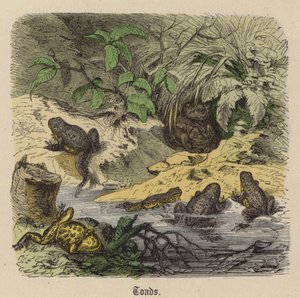Paddor (färgad gravyr) av Friedrich Specht