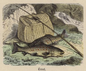 Öring (färgad gravyr) av Friedrich Specht