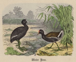 Vattenhöns (färgad gravyr)
