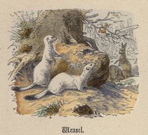 Weasel (färgad gravyr) av Friedrich Specht