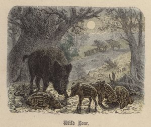 Vildsvin (färgad gravyr) av Friedrich Specht