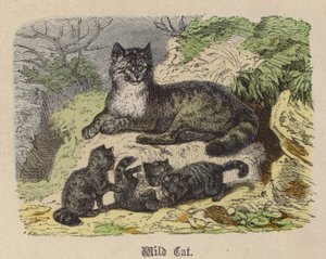 Wild Cat (färgad gravyr) av Friedrich Specht