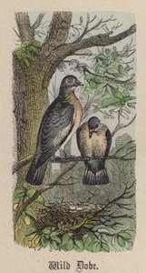 Wild Dove (färgad gravyr) av Friedrich Specht