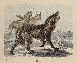 Wolf (färgad gravyr)