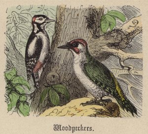 Hackspettar (färgad gravyr) av Friedrich Specht