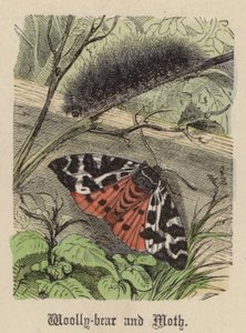 Ullbjörn och mal (färgad gravyr) av Friedrich Specht