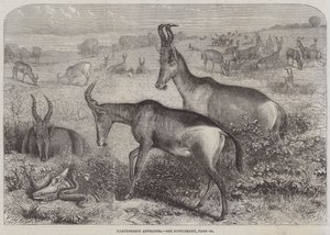 Hartebeest antilop av Friedrich Wilhelm Keyl