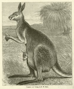 Kangaroo and Young (gravyr)