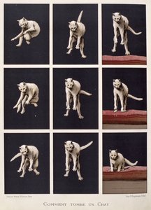 Hur en katt faller, från Les Dernieres Merveilles de la Science av Daniel Bellet (kromolit) av G. Lasellaz